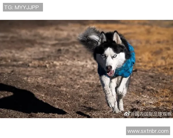 哈士奇足球：探索可爱犬种与激情运动的完美结合之旅